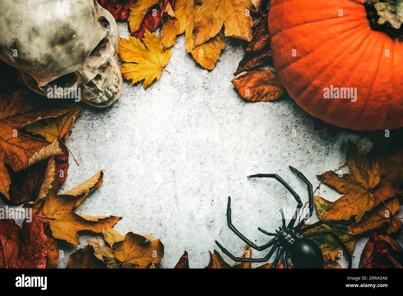 Sfondo del concetto di Halloween. Vista dall'alto del cranio, della zucca di halloween, del ragno e delle foglie autunnali con spazio per il testo su sfondo grunge. Halloween par Foto Stock
