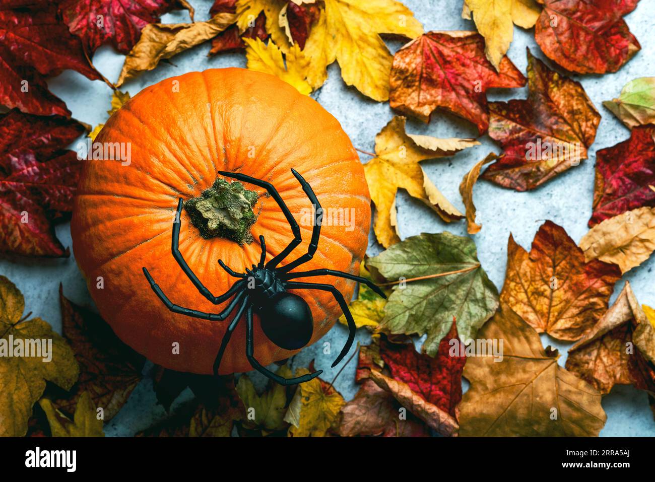Sfondo del concetto di Halloween. Vista dall'alto della zucca di halloween, del ragno e delle foglie autunnali sullo sfondo grunge. Decorazioni per feste di Halloween Foto Stock