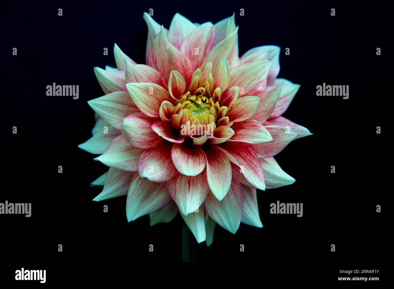 Dahlia bianco rosso rosa con sfondo nero Foto Stock