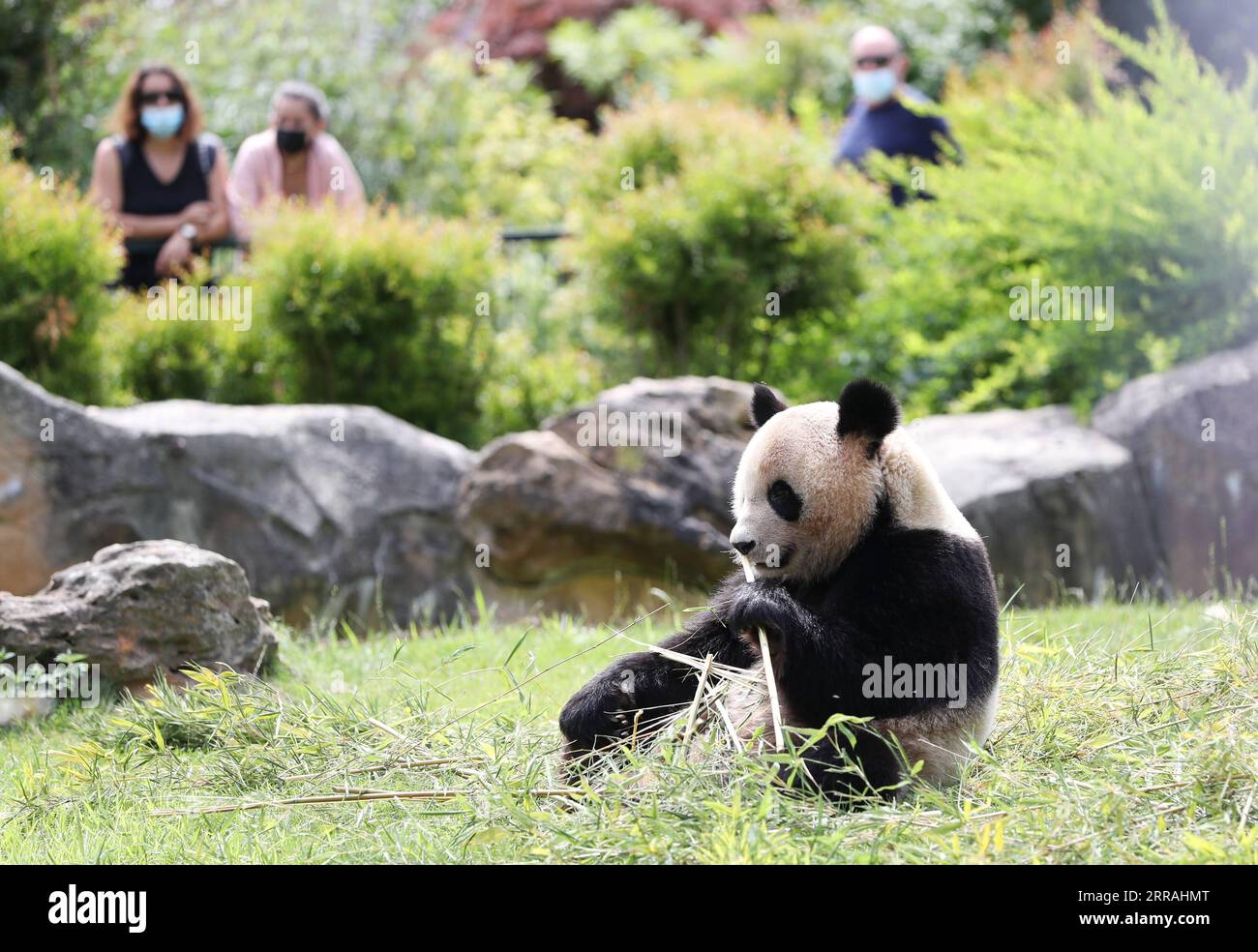 210802 -- PARIGI, 2 agosto 2021 -- la gente guarda un panda gigante allo zoo di Beauval, nel centro della Francia, 2 agosto 2021. Huan Huan, un panda gigante allo zoo di Beauval, nel centro della Francia, ha dato alla luce due gemelli all'inizio di lunedì, lo zoo ha annunciato. Entrambi i bambini erano sani, il primo pesava 149 grammi e il secondo 128,8 grammi. GIGANTE FRANCESE PANDA CUB GaoxJing PUBLICATIONxNOTxINxCHN Foto Stock