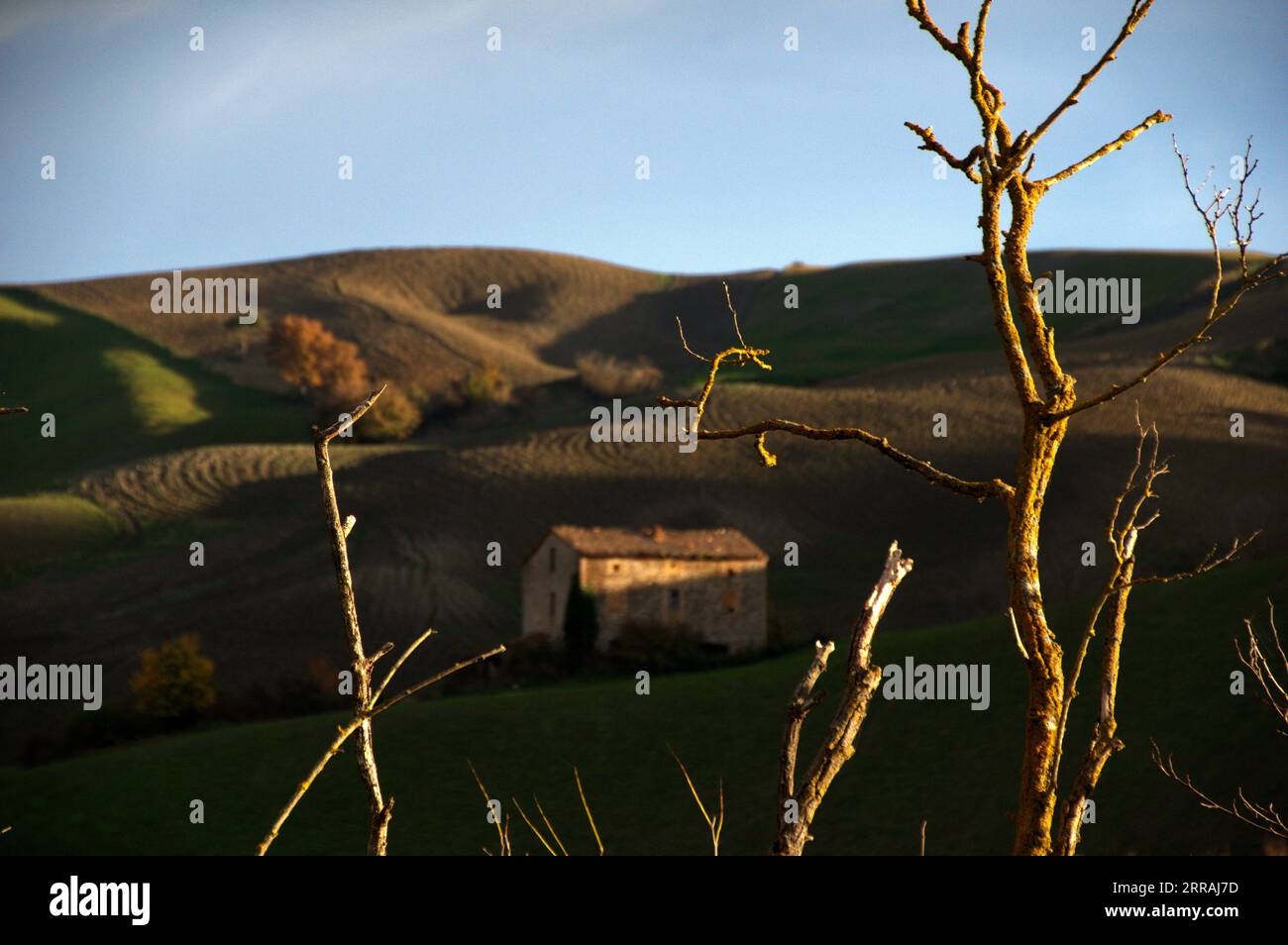 rami secchi in primo piano e sullo sfondo un campo arato con una casa Foto Stock