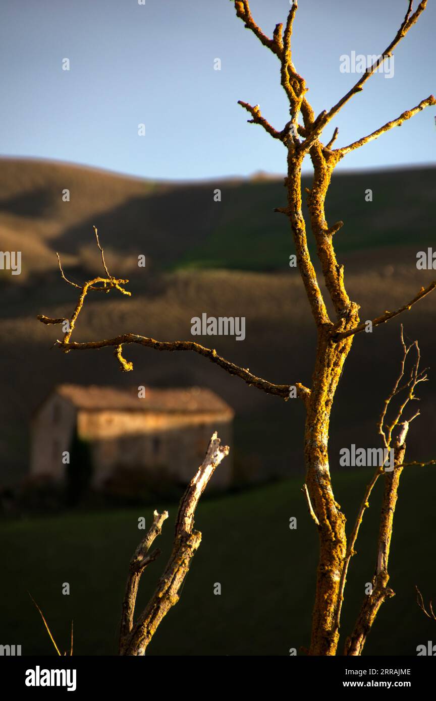 rami secchi in primo piano e sullo sfondo un campo arato con una casa Foto Stock
