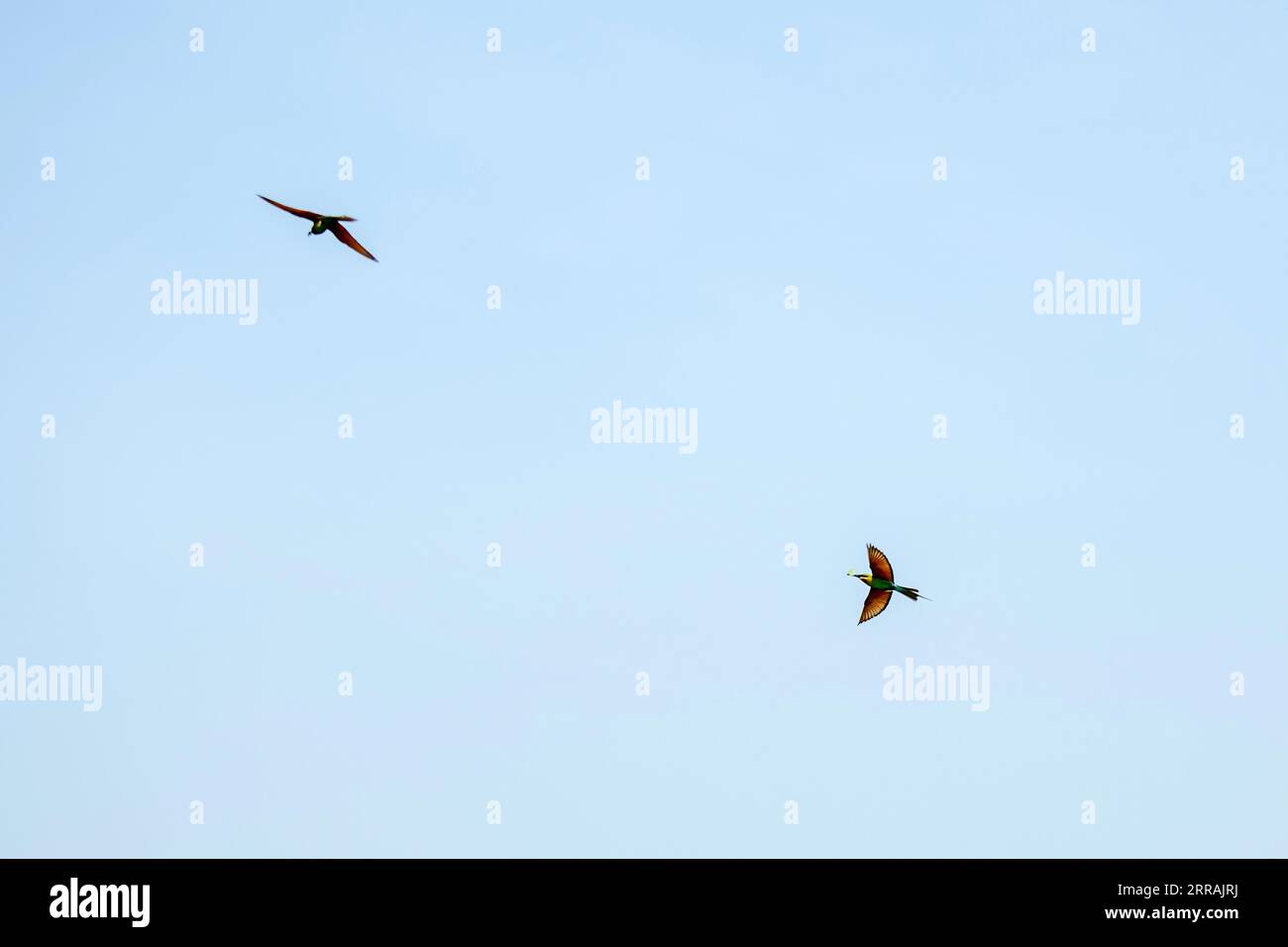 Due uccelli con coda blu volano su un cielo blu isolato Foto Stock