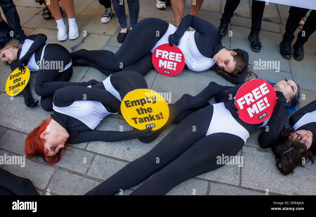 Londra, Regno Unito. 7 settembre 2023. Dead Orcas giace fuori dagli uffici dove i Jet2 stanno tenendo la loro riunione annuale. Stanno esortando la Bcompany a non vendere le vacanze ai parchi Marine Abusement. L'incontro annuale segna un anno da quando PETA ha lanciato la sua campagna che esorta Jet2holidays a unirsi ad altri fornitori di viaggi, tra cui British Airways Holidays e Virgin Atlantic Holidays, nel rifiutare di vendere biglietti per parchi marini. Nonostante la crescente pressione, la compagnia continua a promuovere e vendere biglietti per parchi marini dove balene e delfini soffrono. Crediti: Mark Thomas/Alamy Live News Foto Stock