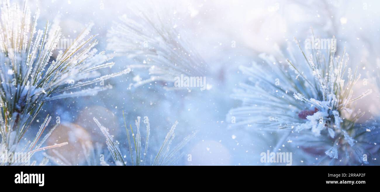 I rami di abete innevati di Natale incorniciano il bordo; il concetto invernale di Natale e inverno con spazio per la copia. Foto Stock