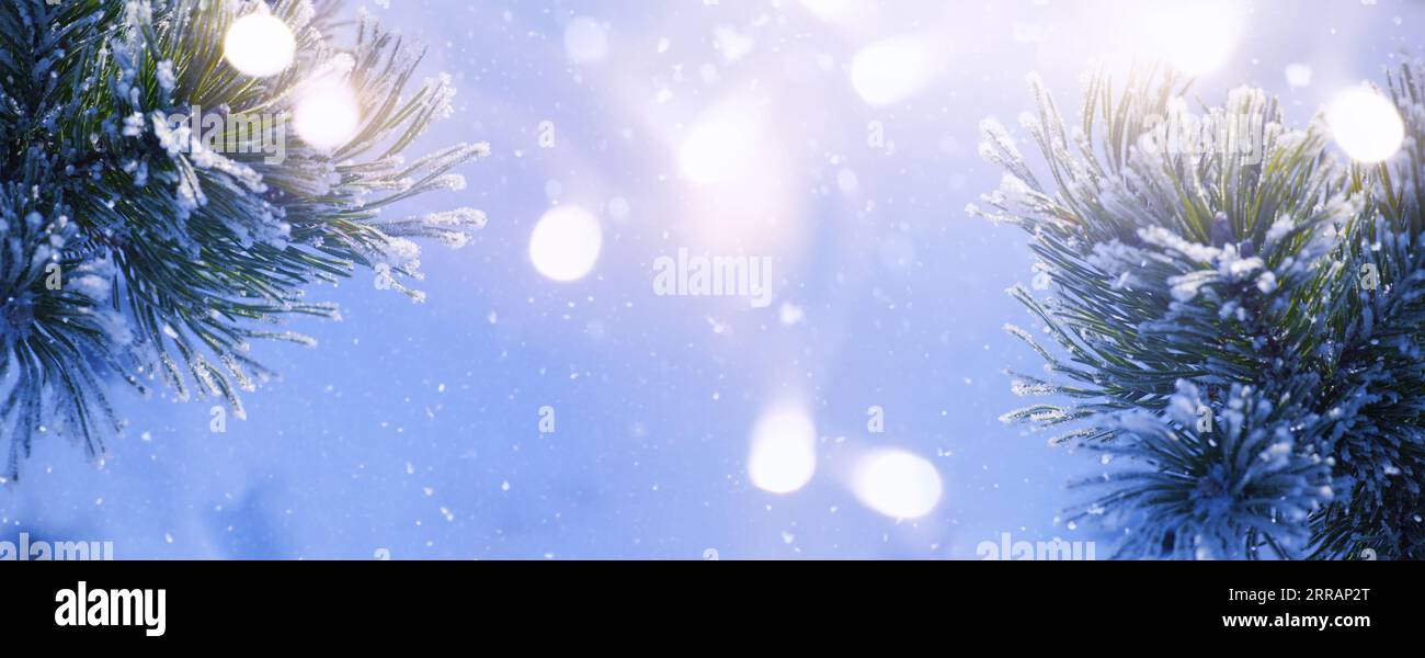 Natale innevato abete rami primo piano. Inverno Natale e inverno concetto con spazio copia. Foto Stock