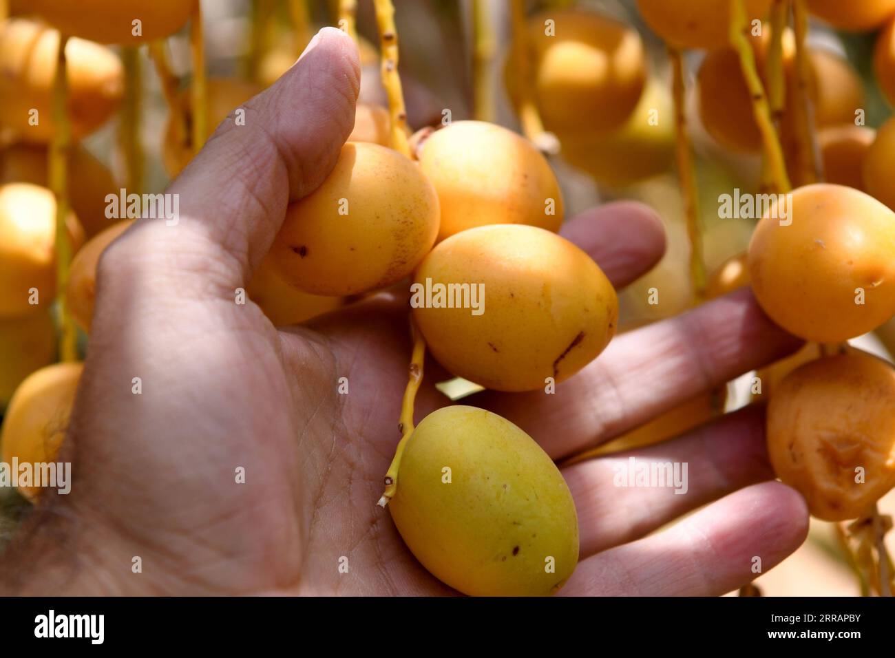 210812 -- KUWAIT CITY, 12 agosto 2021 -- Un lavoratore sceglie date da una palma da datteri a Kuwait City, Kuwait, 12 agosto 2021. Foto di /Xinhua KUWAIT-KUWAIT CITY-DATES-HARVEST GhazyxQaffaf PUBLICATIONxNOTxINxCHN Foto Stock