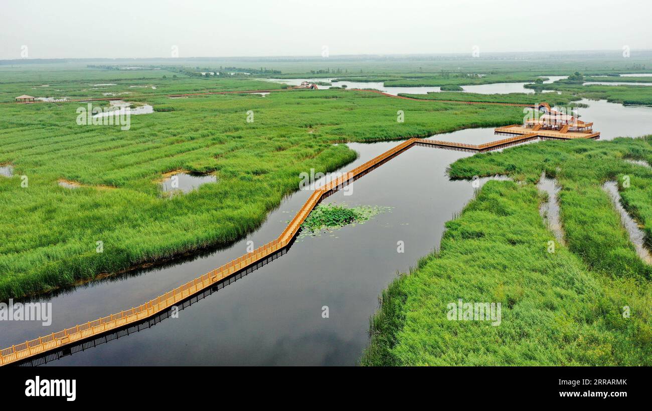 210815 -- SHIJIAZHUANG, 15 agosto 2021 -- foto aerea scattata il 14 agosto 2021 mostra lo scenario del lago Baiyangdian nella provincia di Hebei nella Cina settentrionale. Con l'efficace governance della nuova area di Xiongan, la qualità dell'acqua del lago Baiyangdian è migliorata molto negli ultimi anni. CHINA-HEBEI-BAIYANGDIAN-ECOLOGICAL ENVIRONMENT-IMPROVEMENT CN MUXYU PUBLICATIONXNOTXINXCHN Foto Stock