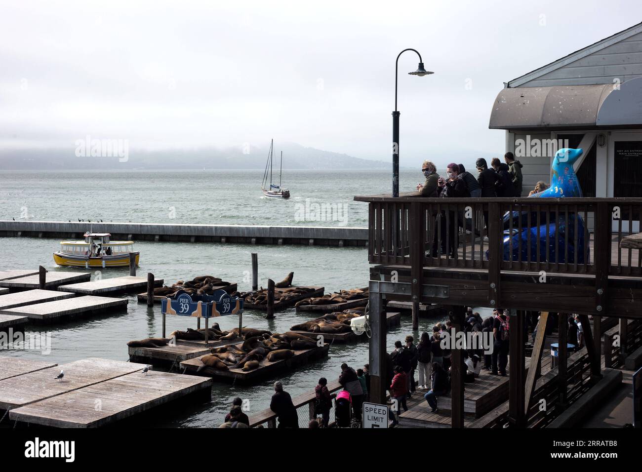 210816 -- SAN FRANCISCO, 16 agosto 2021 -- la gente guarda i leoni marini al mare a San Francisco, negli Stati Uniti, il 15 agosto 2021. Il sindaco di San Francisco London Breed ha annunciato giovedì scorso che la città richiederà alle aziende di alcuni settori interni ad alto contatto di ottenere la prova della vaccinazione dai loro clienti e dipendenti affinché entrino in quelle strutture. Il requisito dell'ordine sanitario per la prova della vaccinazione completa per i clienti di ambienti pubblici al coperto, tra cui bar, ristoranti, club e palestre, entrerà in vigore il 20 agosto. Per preservare i processi e dare tempo alla conformità, la p Foto Stock