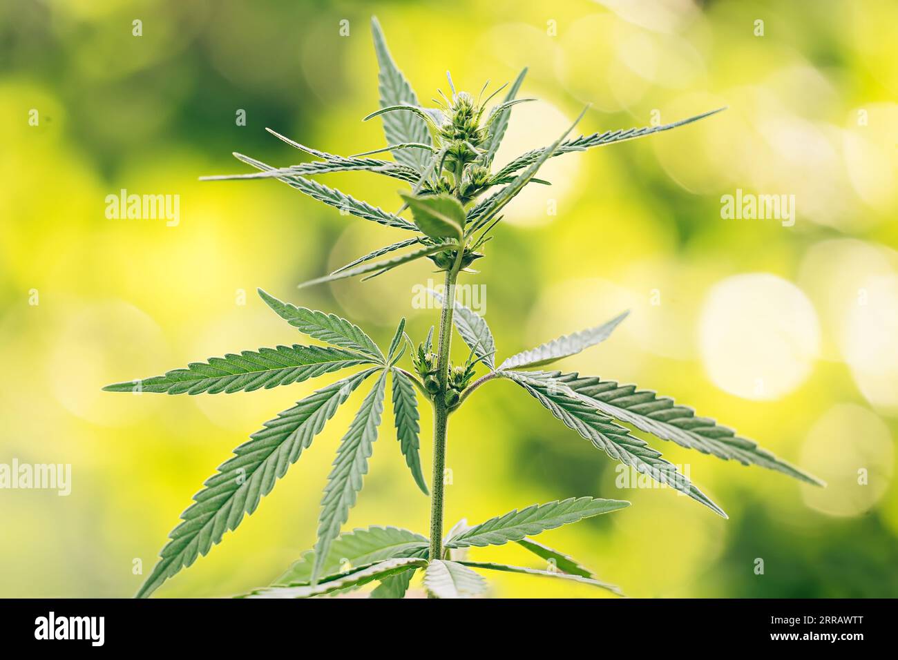 Bellissima pianta di cannabis in fiore bianco con foglie di serrato verde. Coltivazione di canapa lussureggiante con bokeh su sfondo sfocato e colorato. Utilizzare in Foto Stock