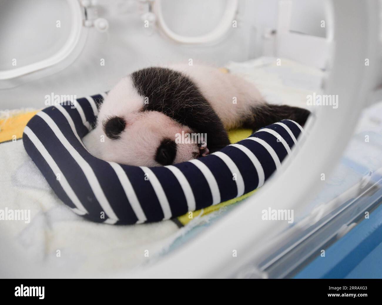 210820 -- XI AN, 20 agosto 2021 -- foto scattata il 20 agosto 2021 mostra un cucciolo di panda gigante al Qinling Giant Panda Research Center nella provincia dello Shaanxi della Cina nord-occidentale. Nel 2021, il centro di ricerca ha assistito alla nascita di quattro cuccioli, che hanno portato il numero di panda giganti di Qinling prigionieri a 36. CHINA-SHAANXI-QINLING-PANDA CUBS CN ZHANGXBOWEN PUBLICATIONXNOTXINXCHN Foto Stock