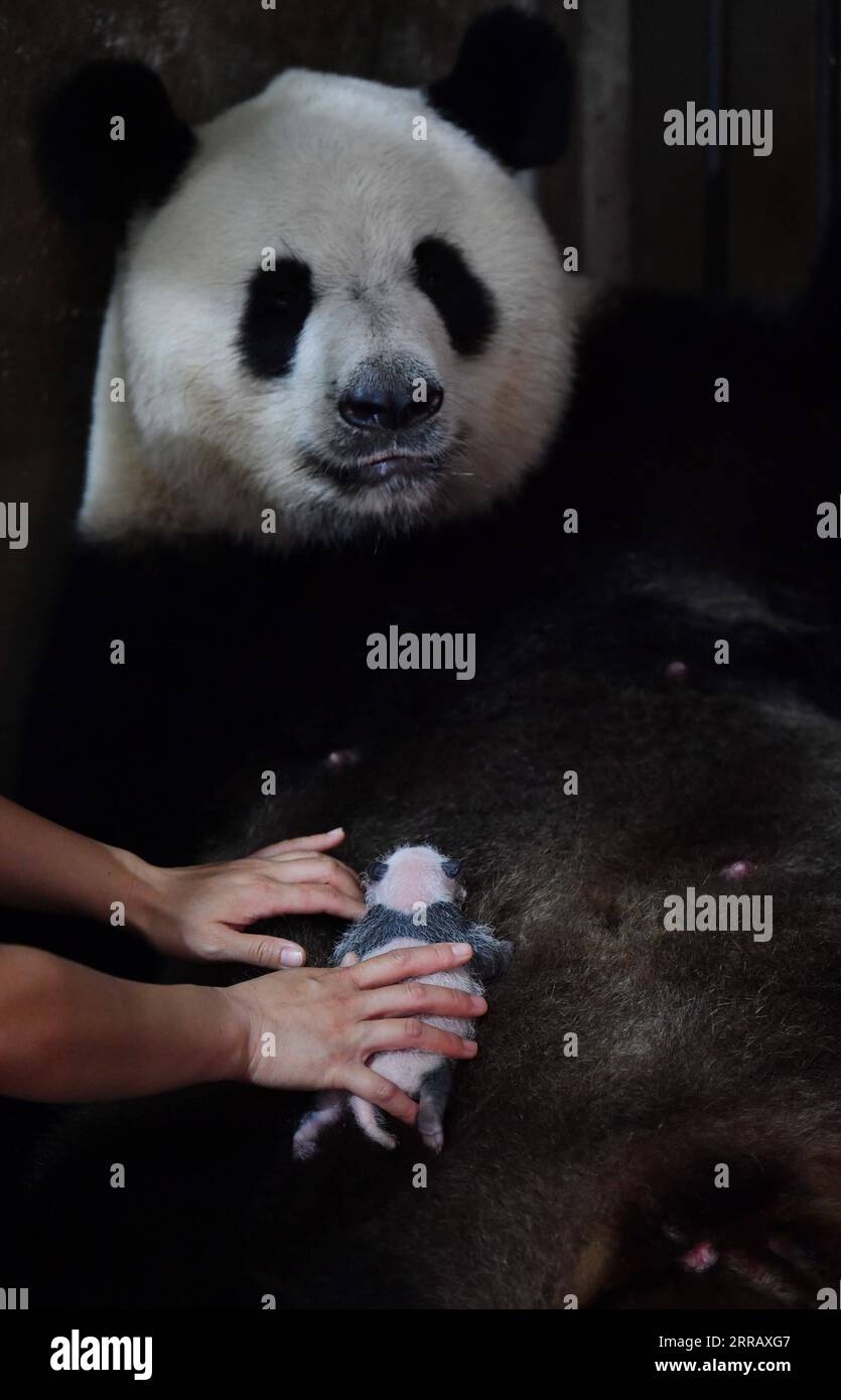 210820 -- XI AN, 20 agosto 2021 -- Un membro dello staff aiuta il panda gigante Ya Ya ad allattare il suo bambino al Qinling Giant Panda Research Center nella provincia dello Shaanxi della Cina nord-occidentale, 20 agosto 2021. Nel 2021, il centro di ricerca ha assistito alla nascita di quattro cuccioli, che hanno portato il numero di panda giganti di Qinling prigionieri a 36. CHINA-SHAANXI-QINLING-PANDA CUBS CN ZHANGXBOWEN PUBLICATIONXNOTXINXCHN Foto Stock