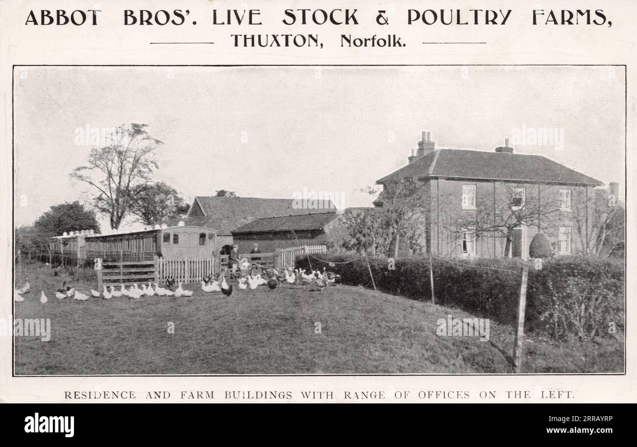 Abbot Bros, Live Stock & Poultry Farms, Thuxton Norfolk Inghilterra, cartolina pubblicitaria degli anni '1900-'1910. fotografo non identificato Foto Stock