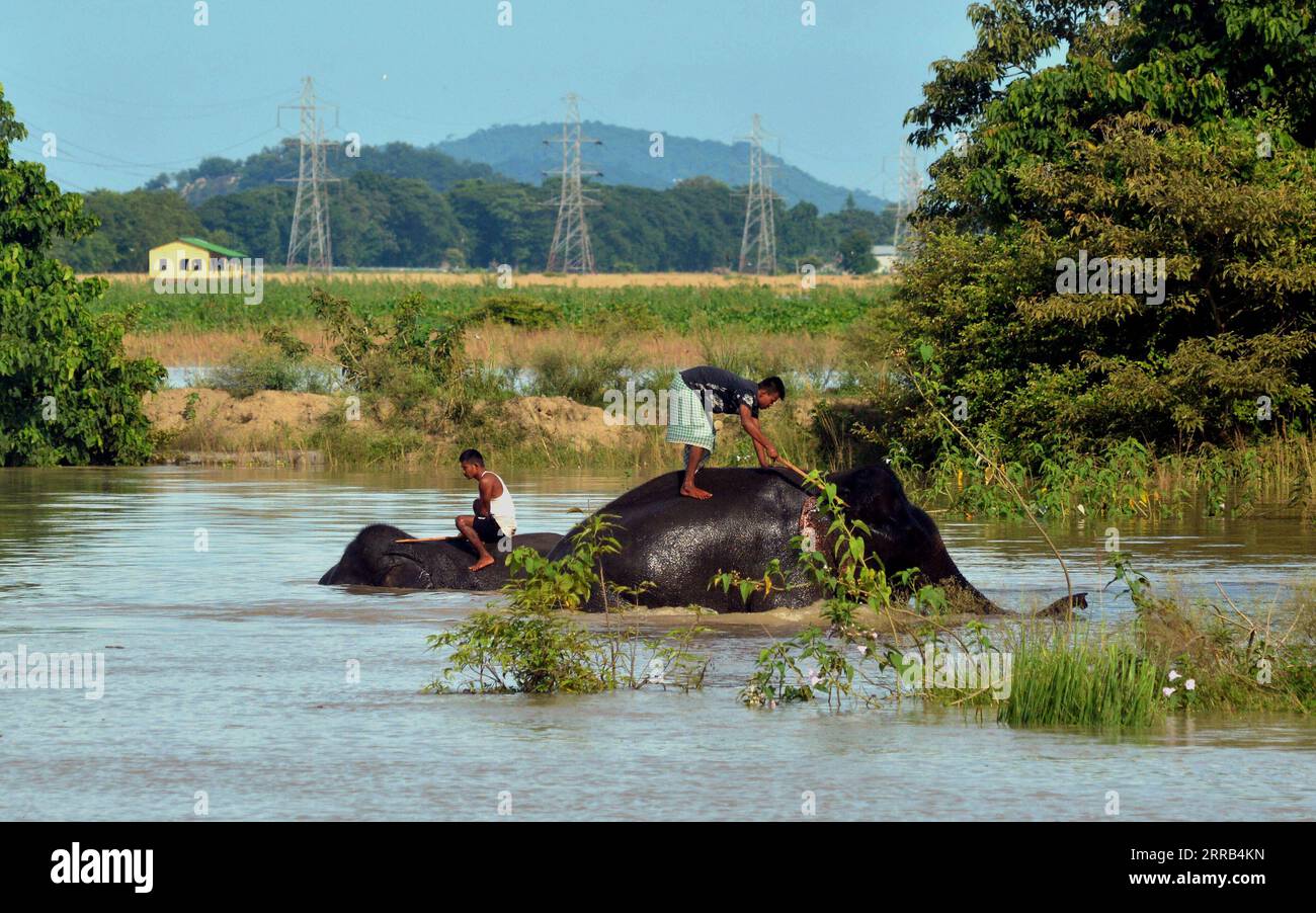 210901 -- ASSAM, 1 settembre 2021 -- guardie forestali bagnano gli elefanti nel santuario faunistico di Pobitora nel distretto di Morigaon, nello stato nordorientale dell'Assam, 31 agosto 2021. Str/Xinhua INDIA-ASSAM-ELEPHANT-BATH PxArthasarkartonglian PUBLICATIONxNOTxINxCHN Foto Stock