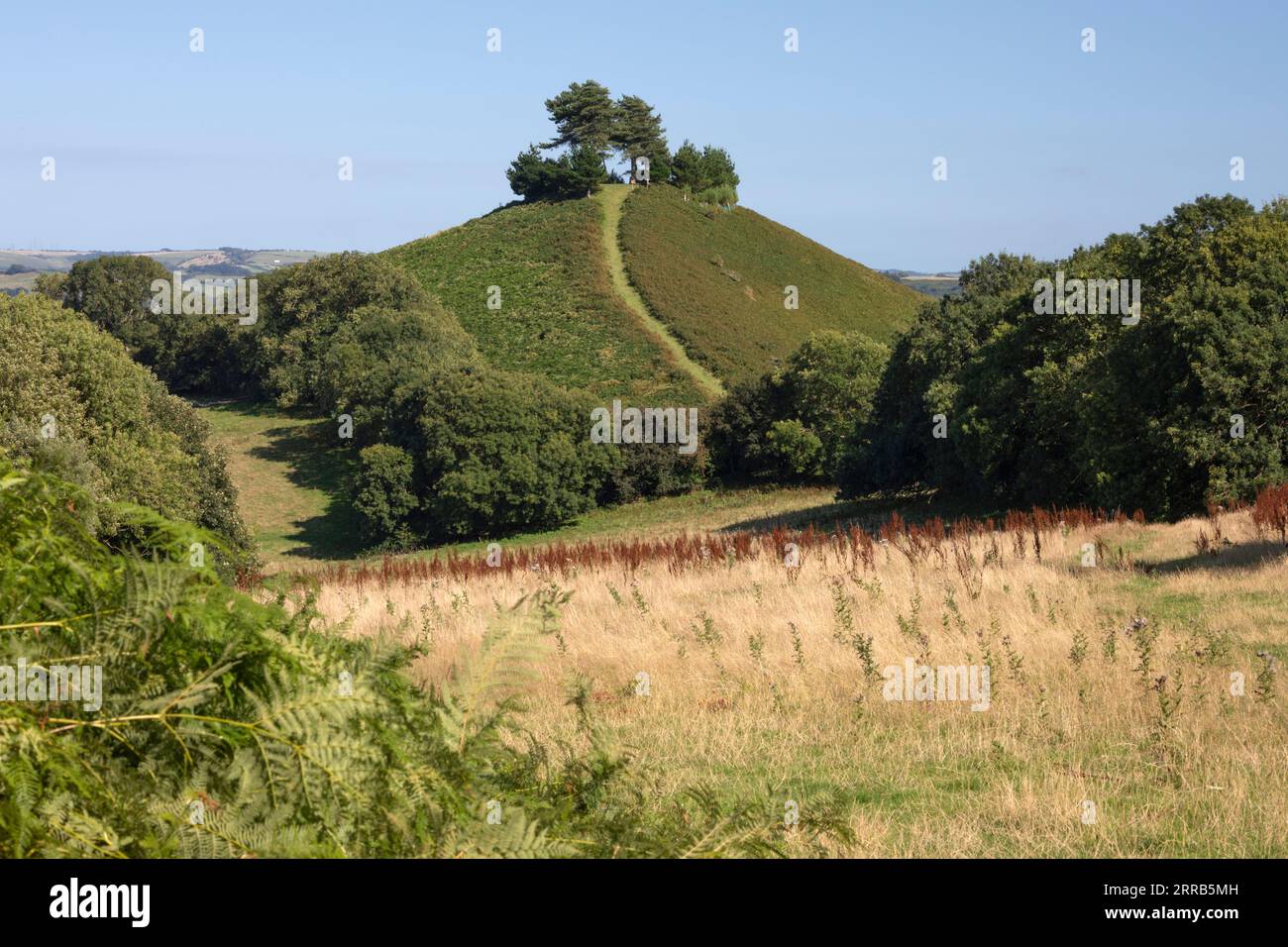 Colmer's Hill, Symondsbury, Dorset, Inghilterra, Regno Unito, Europa Foto Stock