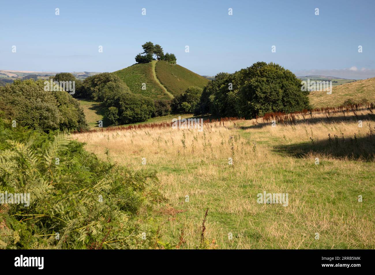 Colmer's Hill, Symondsbury, Dorset, Inghilterra, Regno Unito, Europa Foto Stock