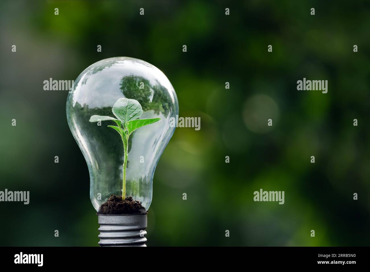 Un albero che cresce in una lampadina a risparmio energetico, concetto di opzioni energetiche ecocompatibili e sostenibili. Foto Stock
