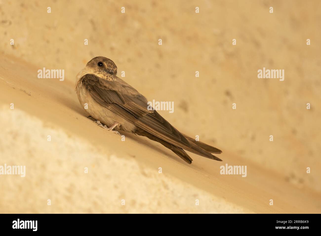 Eurasian Crag Martin (Ptyonoprogne rupestris) Pirenei Spagna es agosto 2023 Foto Stock