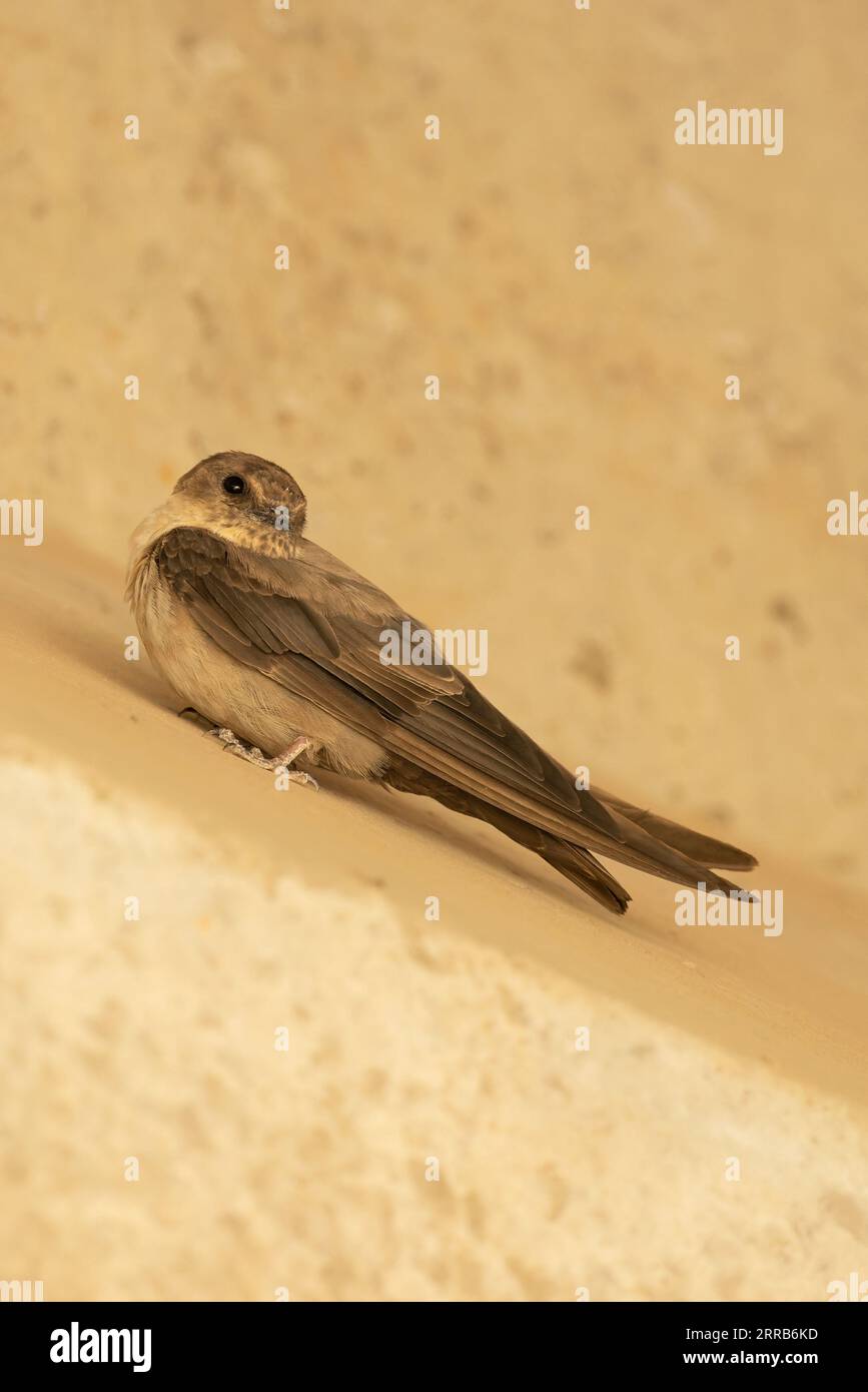 Eurasian Crag Martin (Ptyonoprogne rupestris) Pirenei Spagna es agosto 2023 Foto Stock