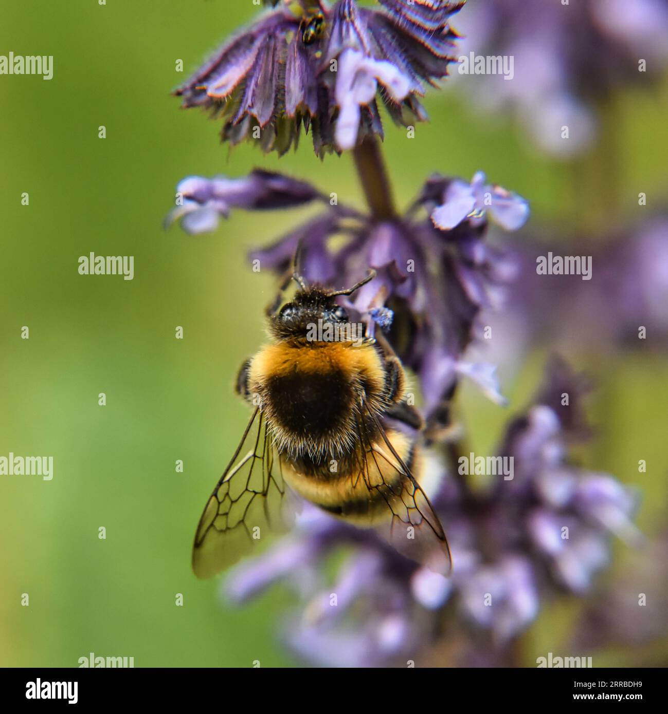 Un vivace bumblebee arroccato sulla cima di un profondo fiore viola in un lussureggiante campo verde Foto Stock