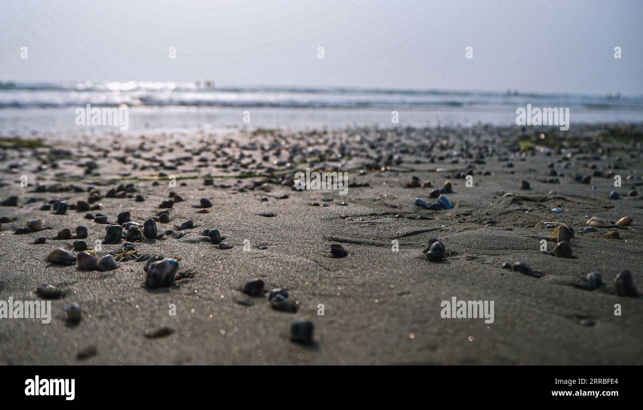 Fotografie scattate a Los Angeles. Fotografie di strada per mostrare la bellezza delle cose semplici e la spiaggia di Santa Monica. Foto Stock