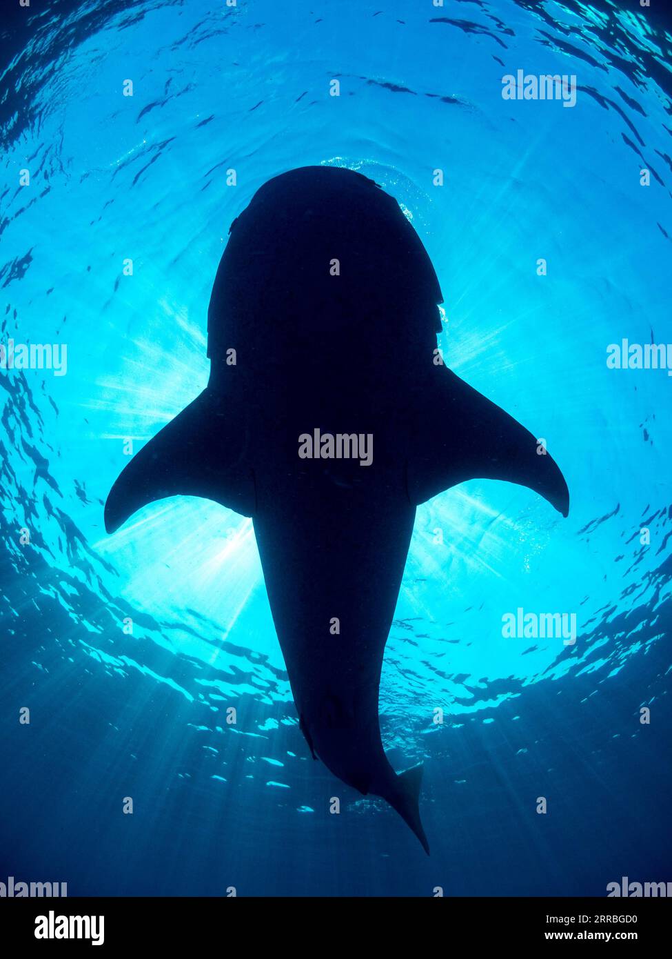 210921 -- CANBERRA, 21 settembre 2021 -- foto non datata fornita dal Marine Biodiversity Hub il 21 settembre 2021 mostra uno squalo balena in Australia. Più del 10% delle specie di squali australiani sono a rischio di estinzione, come è stato scoperto da un rapporto del governo. Martedì il National Environmental Science Program NESP Marine Biodiversity hub ha pubblicato la prima valutazione completa del rischio di estinzione per tutti gli squali australiani, razze e chimere degli squali fantasma. Ha scoperto che l'Australia ospita più di un quarto delle specie ittiche cartilaginee del mondo, con 182 squali, 132 razze e 14 chimere Foto Stock