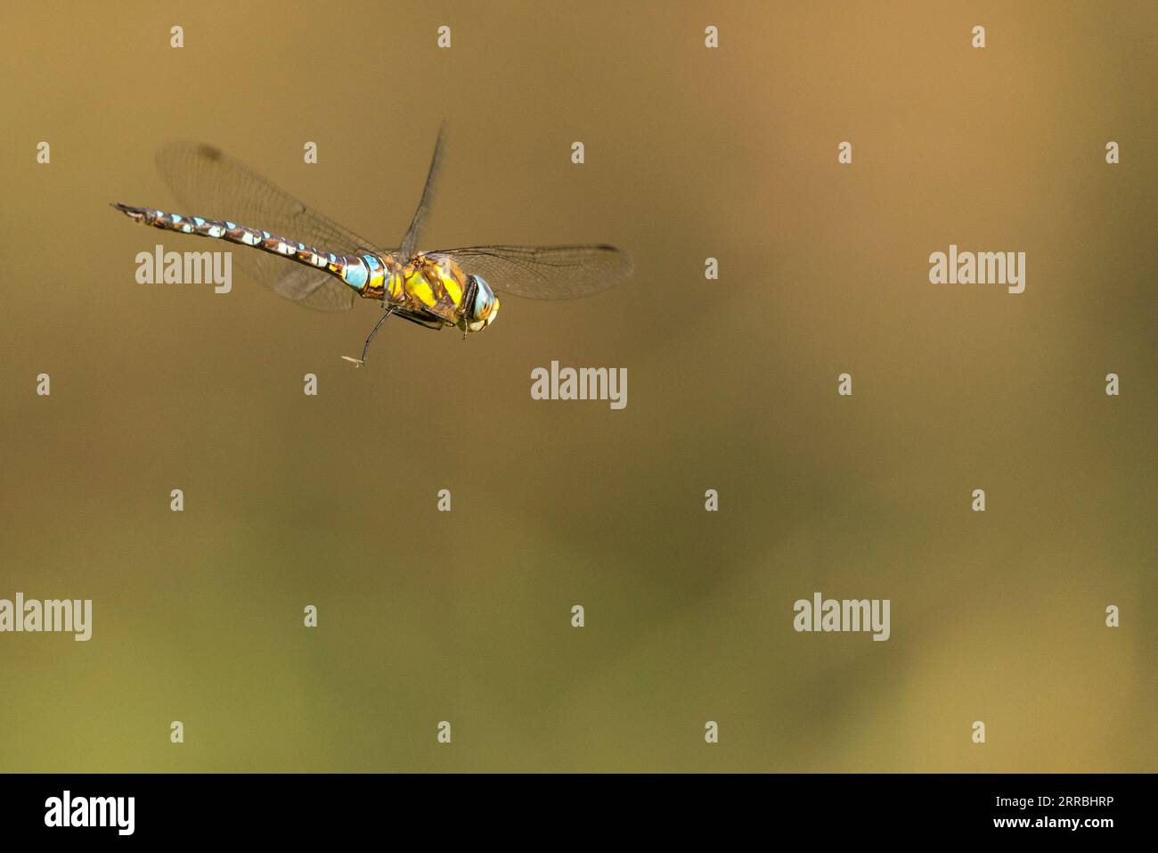 Un uomo falco migrante libellula, Aeshna mixta hovering Foto Stock
