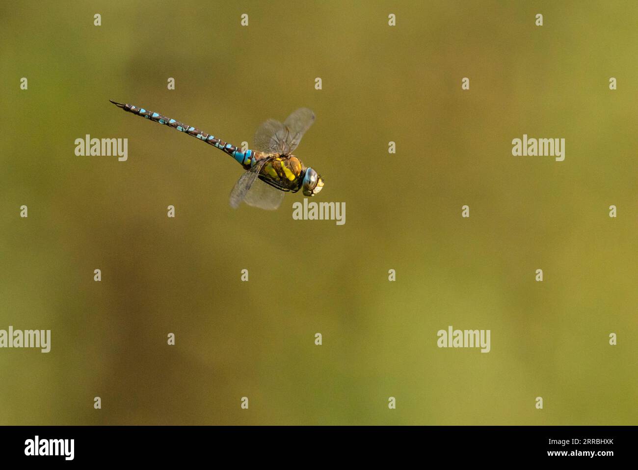 Un uomo falco migrante libellula, Aeshna mixta hovering Foto Stock