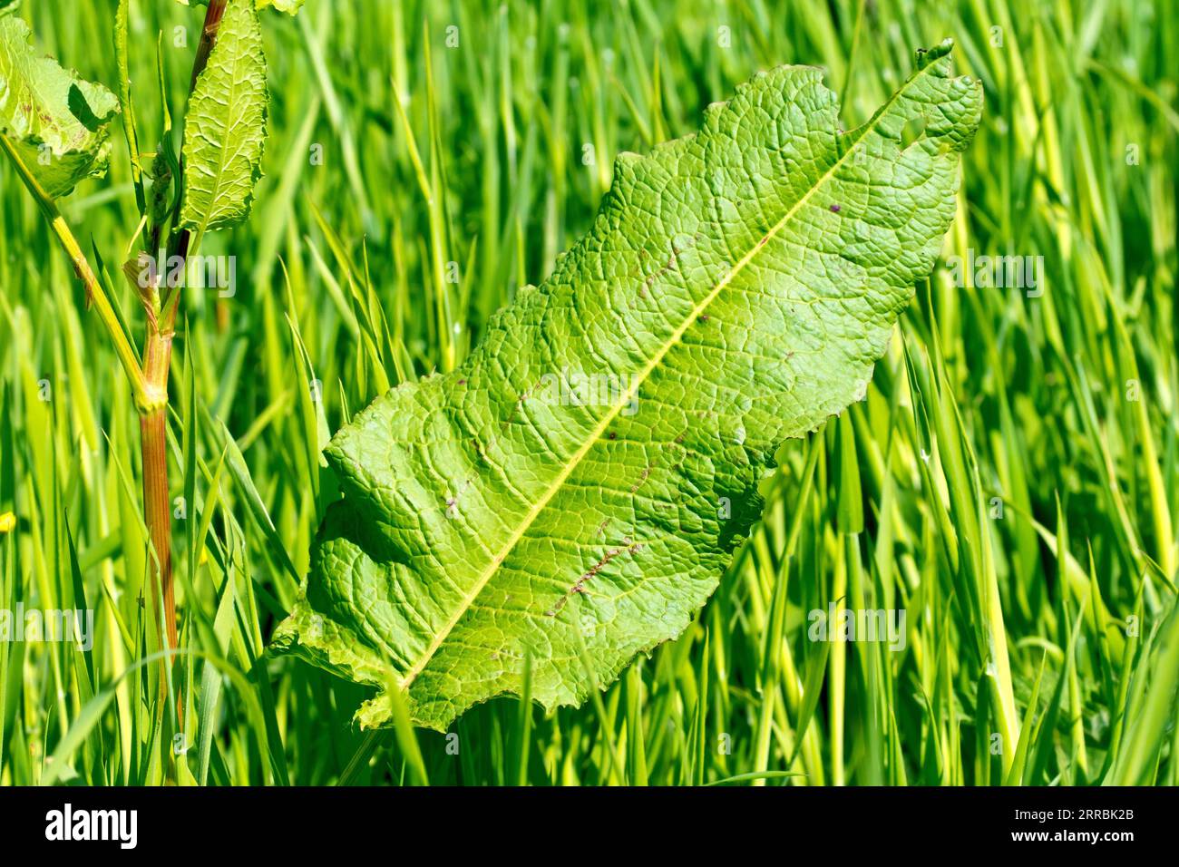 Molo, forse Curled Dock (rumex crispus), forse Dock a foglie larghe (rumex obtusifolius), primo piano di una delle grandi foglie inferiori della pianta. Foto Stock
