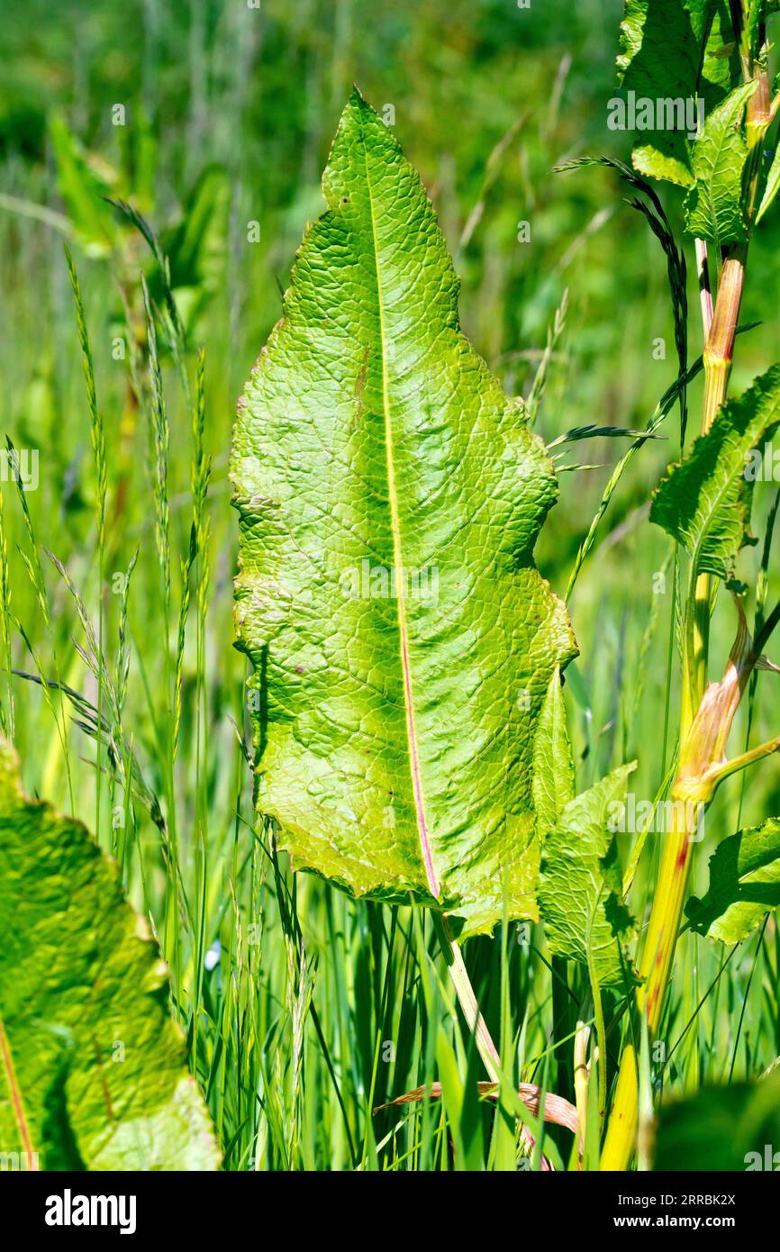 Molo, forse Curled Dock (rumex crispus), forse Dock a foglie larghe (rumex obtusifolius), primo piano di una delle grandi foglie inferiori della pianta. Foto Stock