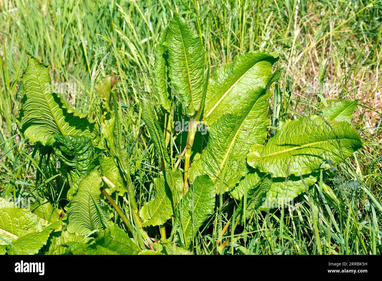 Molo, forse bacino arricciato (rumex crispus), forse bacino a foglie larghe (rumex obtusifolius), primo piano delle foglie della pianta che crescono in primavera. Foto Stock