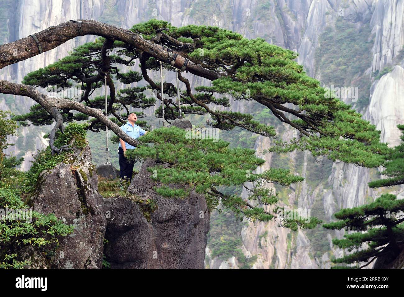 210927 -- HEFEI, 27 settembre 2021 -- Hu Xiaochun effettua un controllo di routine al Greeting Pine nella zona panoramica del monte Huangshan nella provincia di Anhui della Cina orientale, 25 settembre 2021. Il monte Huangshan, uno dei luoghi panoramici più famosi della Cina, è un sito patrimonio dell'umanità dell'UNESCO nella provincia di Anhui della Cina orientale e un geoparco mondiale. Greeting Pine è un famoso punto di riferimento del monte Huangshan. L'albero, che cresce dalle rocce con un lungo ramo che si estende oltre la bocca di una grotta, ha preso il nome principalmente perché sembra salutare chiunque arrivi sulla scena. Si ritiene che sia compreso tra 800 e 1, Foto Stock