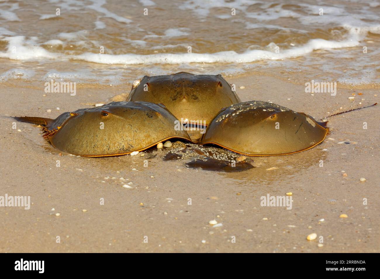 Il granchio a ferro di cavallo Atlantico, Limulus polyphemus, è un artropode marino chelicerato, Cape May, New Jersey Foto Stock