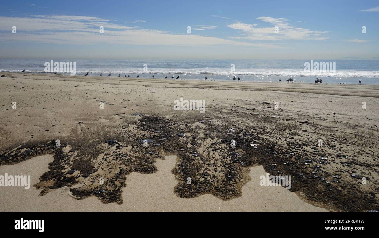 211004 -- CALIFORNIA, 4 ottobre 2021 -- l'olio macchia la spiaggia di Huntington nella contea di Orange, California, 3 ottobre 2021. Una massiccia fuoriuscita di petrolio al largo della costa della contea di Orange, nella California meridionale, ha portato alla chiusura di un'area di 9 chilometri di fronte alla spiaggia il 3 ottobre, e gli equipaggi del California Department of Fish and Wildlife CDFW stanno ripulendo l'inquinamento causato dalle strutture nelle acque federali. Foto di /Xinhua U.S.-CALIFORNIA-MASSICCIA FUORIUSCITA DI PETROLIO ZengxHui PUBLICATIONxNOTxINxCHN Foto Stock