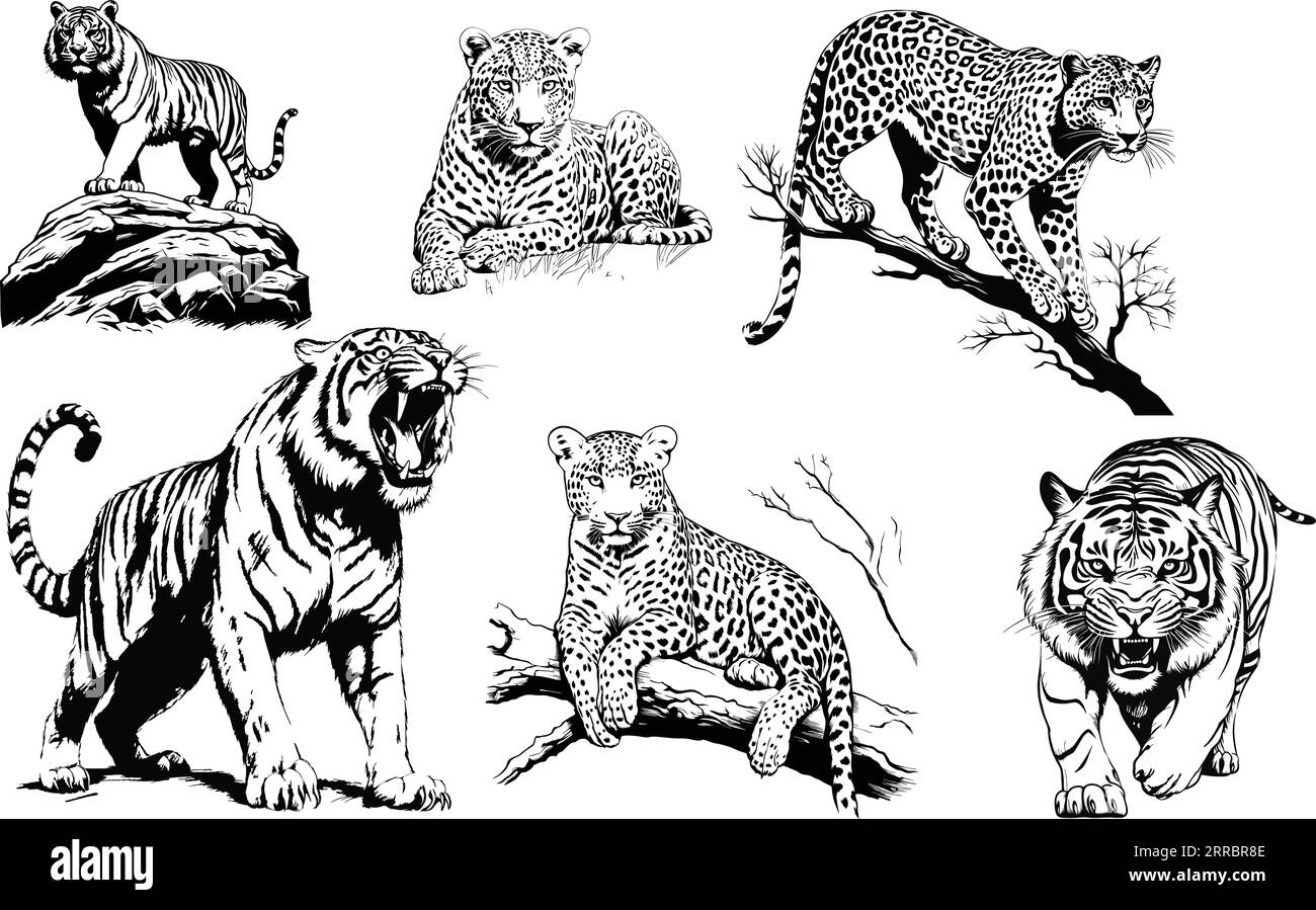 Set di gatti grandi e aquila disegnati a mano. Illustrazione vettoriale isolata su sfondo bianco. Illustrazione Vettoriale