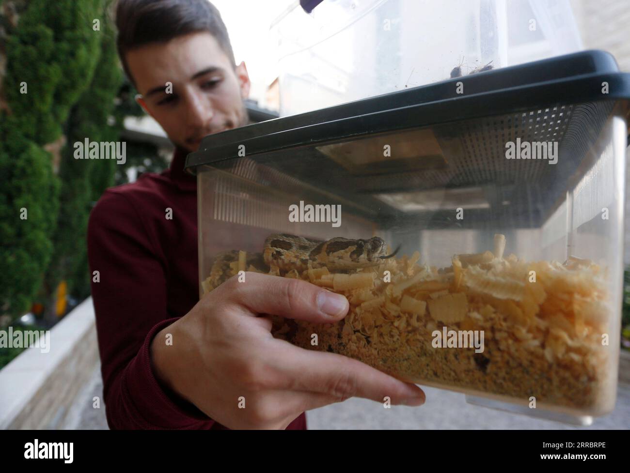 211005 -- RAMALLAH, 5 ottobre 2021 -- il palestinese Mohammed Nassri ispeziona un serpente nella sua casa, nel villaggio di Bir Nabala a sud della città di Ramallah in Cisgiordania, 29 settembre 2021. ANDARE CON: Caratteristica: Giovane palestinese fa vivere da serpenti giganti e pericolosi foto di /Xinhua MIDEAST-RAMALLAH-SNAKES AymanxNobani PUBLICATIONxNOTxINxCHN Foto Stock