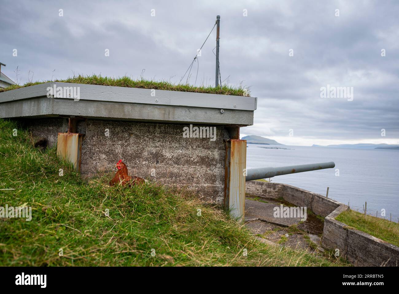 Un cannone britannico dell'era della seconda guerra mondiale per difendere Skalafirth al largo dell'isola di Eysturoy nelle Isole Faroe, ora usato come gallina. Foto Stock