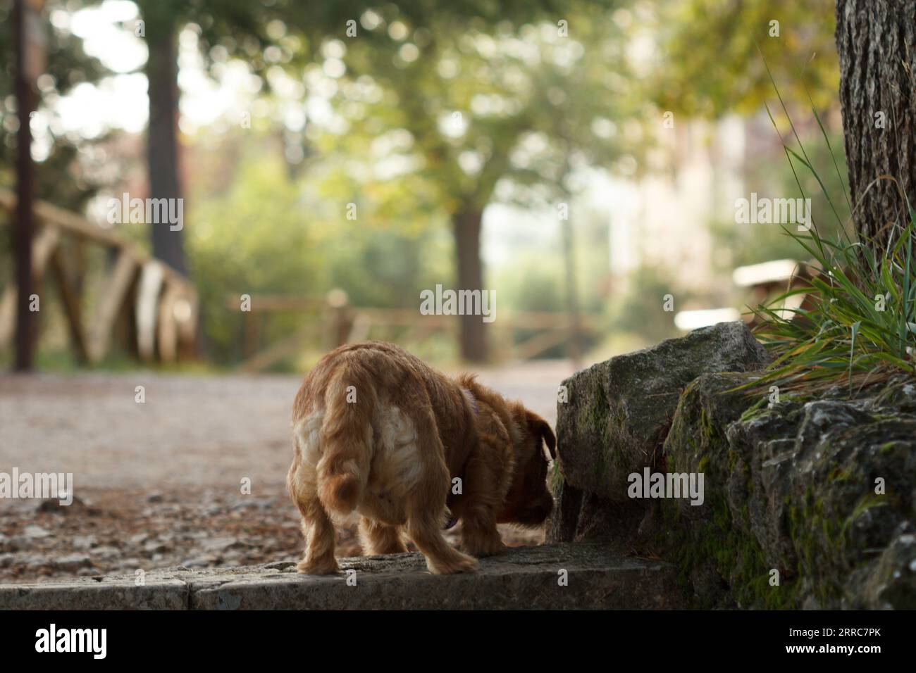 Il mio cane Nami sulla schiena, a caccia nella zona ricreativa del Parco naturale Fuente Roja, Alcoi, Spagna Foto Stock