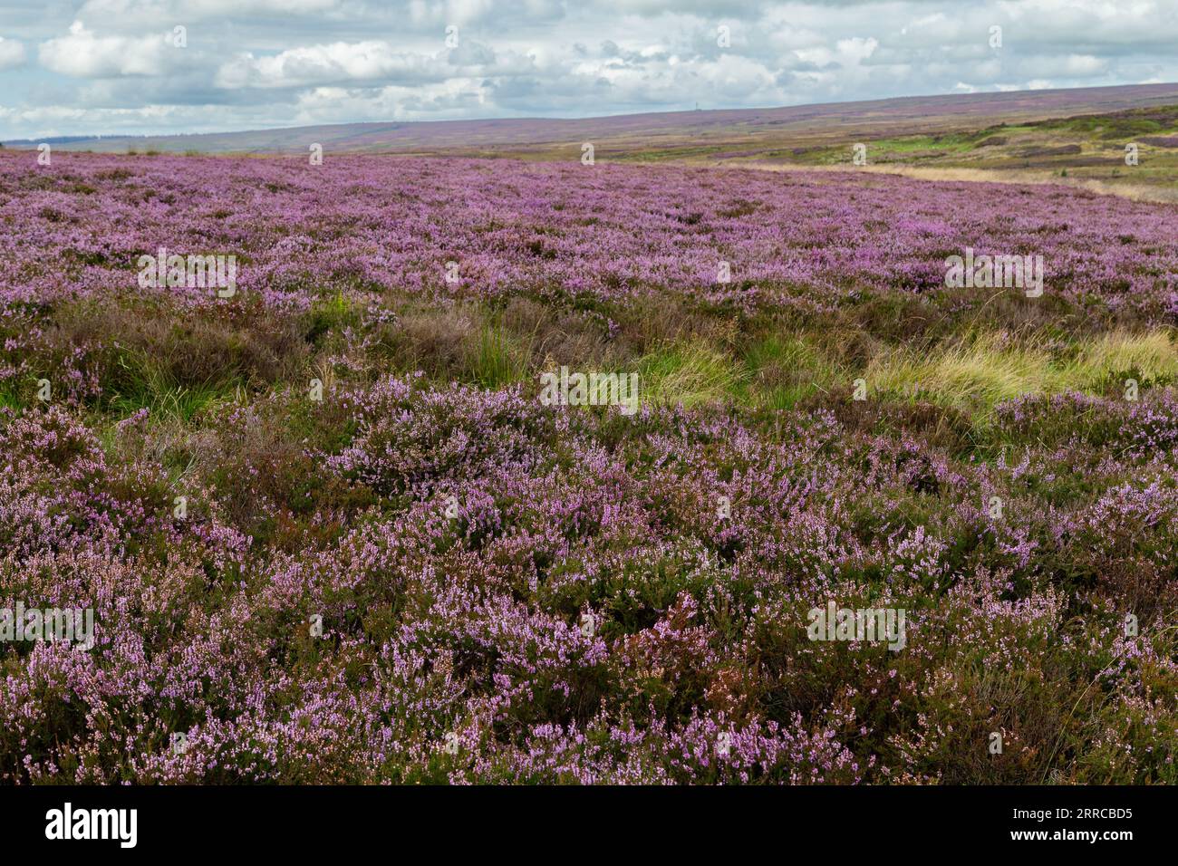 Brughiera di Heather (ling, Calluna vulgaris). Rombalds Moor (Ilkley Moor) nello Yorkshire. Foto Stock