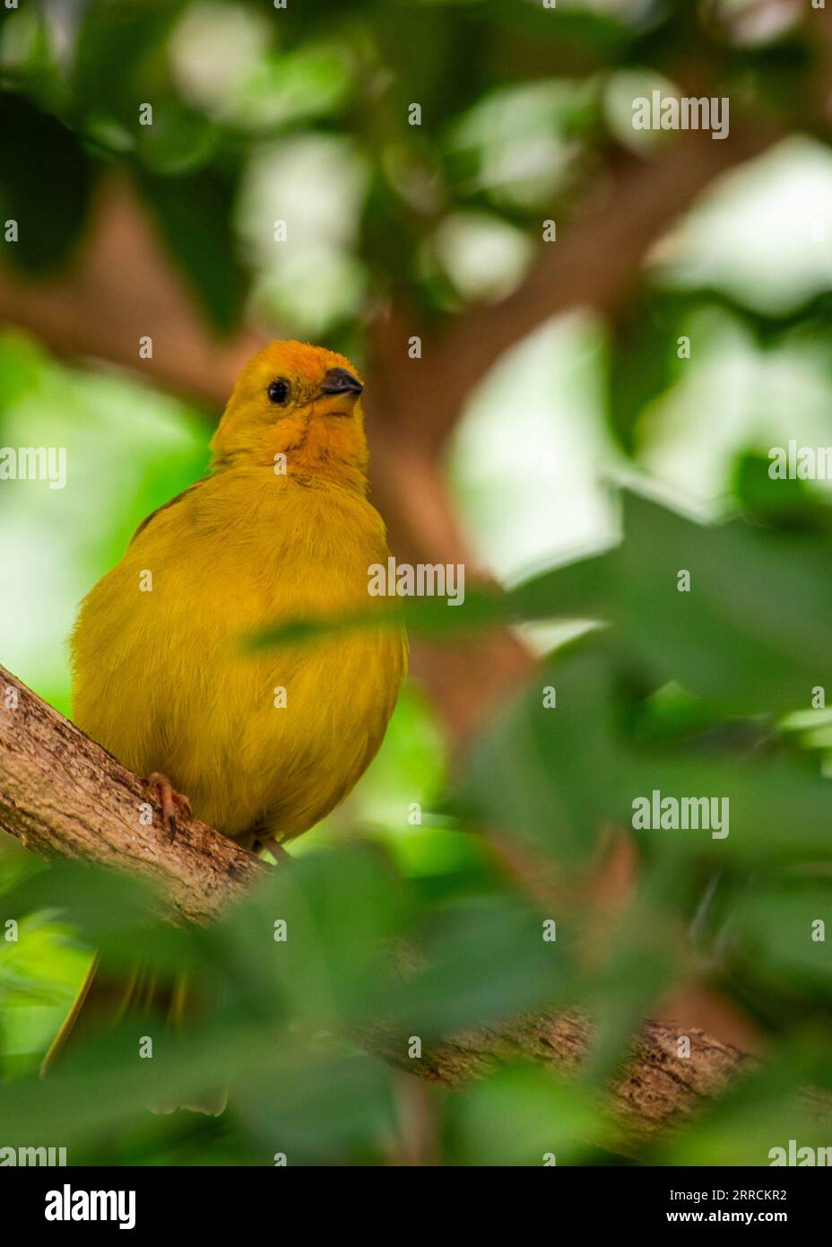 Il Finch dello zafferano, scientificamente conosciuto come Sicalis flaveola, è un uccello vivace e allegro originario del Sud America. Con il suo suggestivo piumaggio giallo Foto Stock