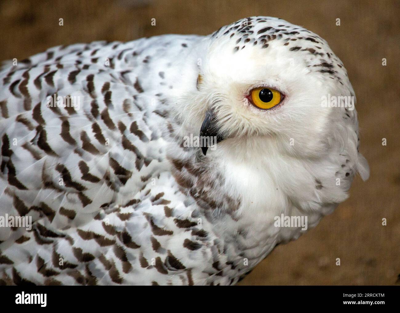 Il gufo innevato, scientificamente conosciuto come Bubo scandiacus, è un magnifico uccello preda originario delle regioni artiche. Con il suo sorprendente piumaggio bianco Foto Stock