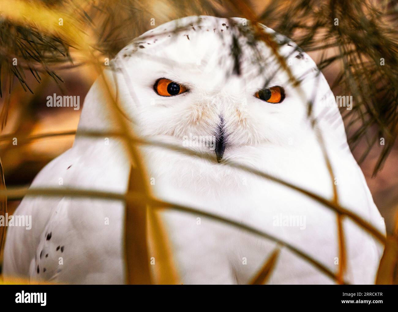 Il gufo innevato, scientificamente conosciuto come Bubo scandiacus, è un magnifico uccello preda originario delle regioni artiche. Con il suo sorprendente piumaggio bianco Foto Stock