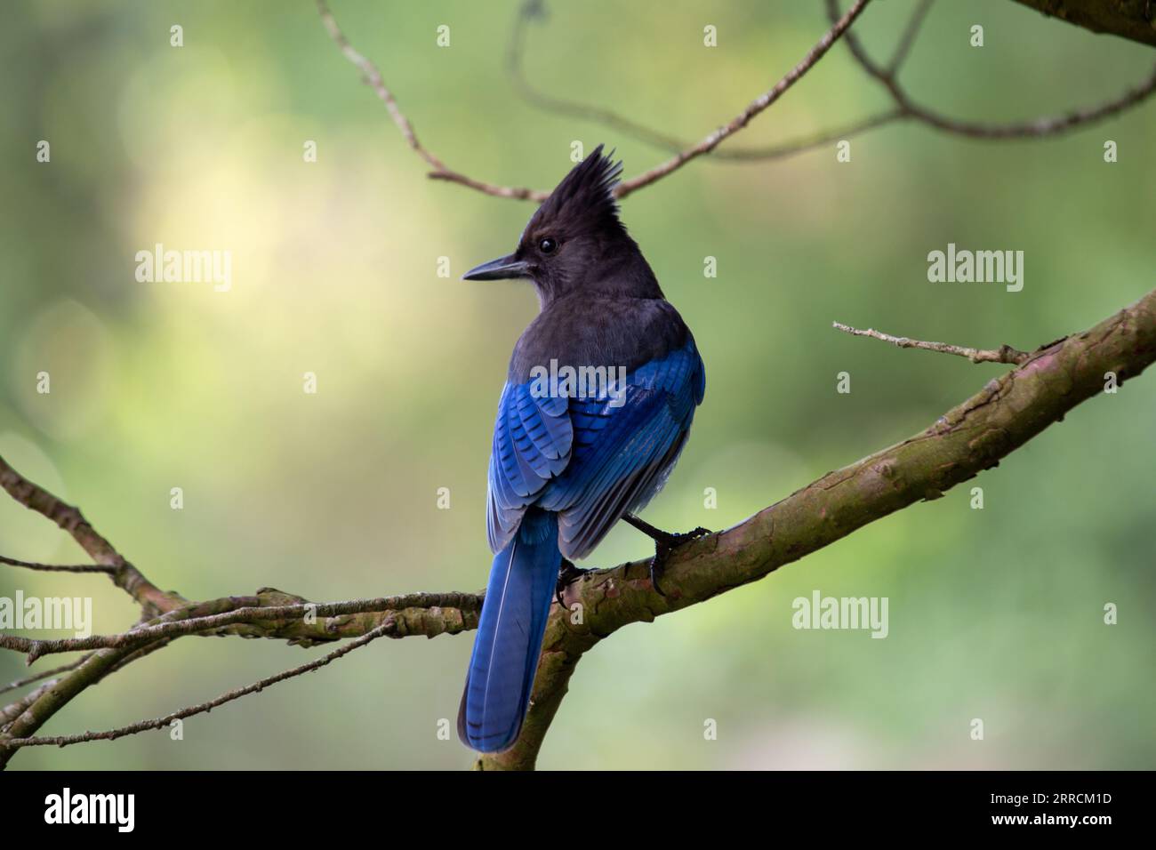 Steller's Jay, originario del Nord America occidentale, è un uccello suggestivo noto per il suo piumaggio blu profondo e la caratteristica cresta nera. Questo captu fotografico stock Foto Stock