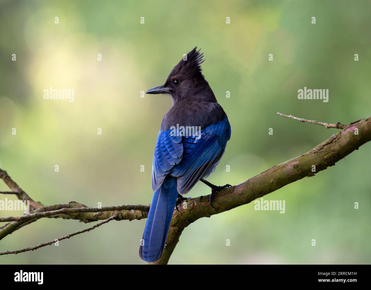 Steller's Jay, originario del Nord America occidentale, è un uccello suggestivo noto per il suo piumaggio blu profondo e la caratteristica cresta nera. Questo captu fotografico stock Foto Stock