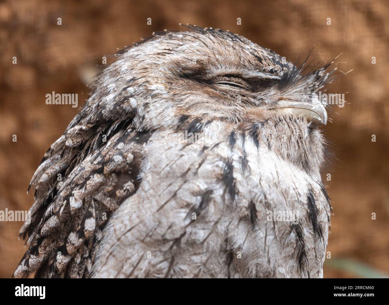 Esplora l'affascinante bocca di rana di Tawny, un unico uccello notturno originario dell'Australia. Con il suo aspetto simile a un gufo e il piumaggio criptico, si fonde con le cuciture Foto Stock