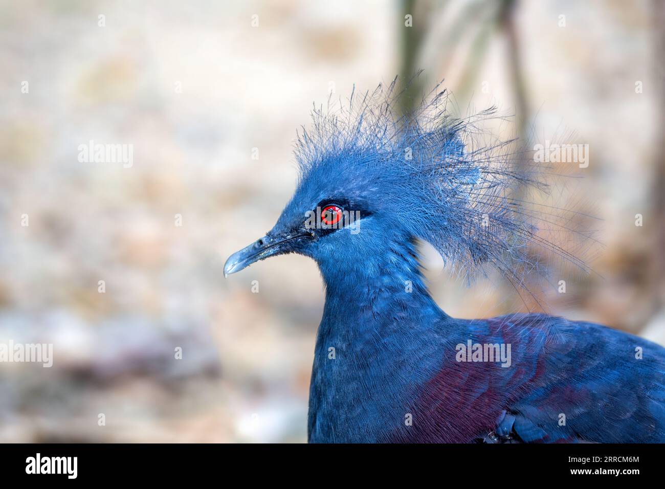 Ammira il maestoso piccione coronato da Victoria, Goura victoria, originario delle fitte foreste pluviali della Papua nuova Guinea. Il suo aspetto regale e il blu brillante Foto Stock