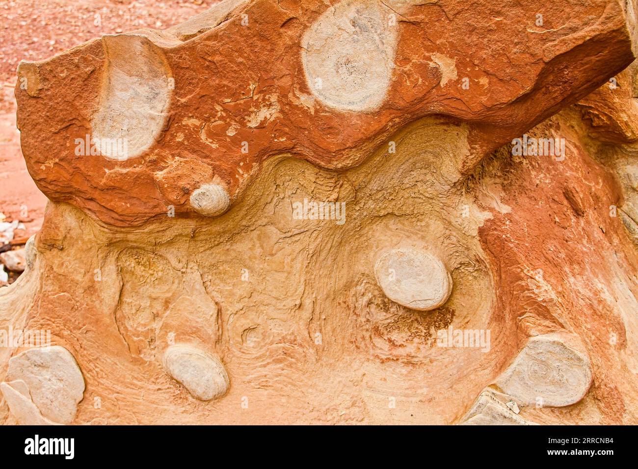 Schemi di erosione sul pavimento di Capitol Gorge e Capitol Reef National Park. Utah, Stati Uniti Foto Stock