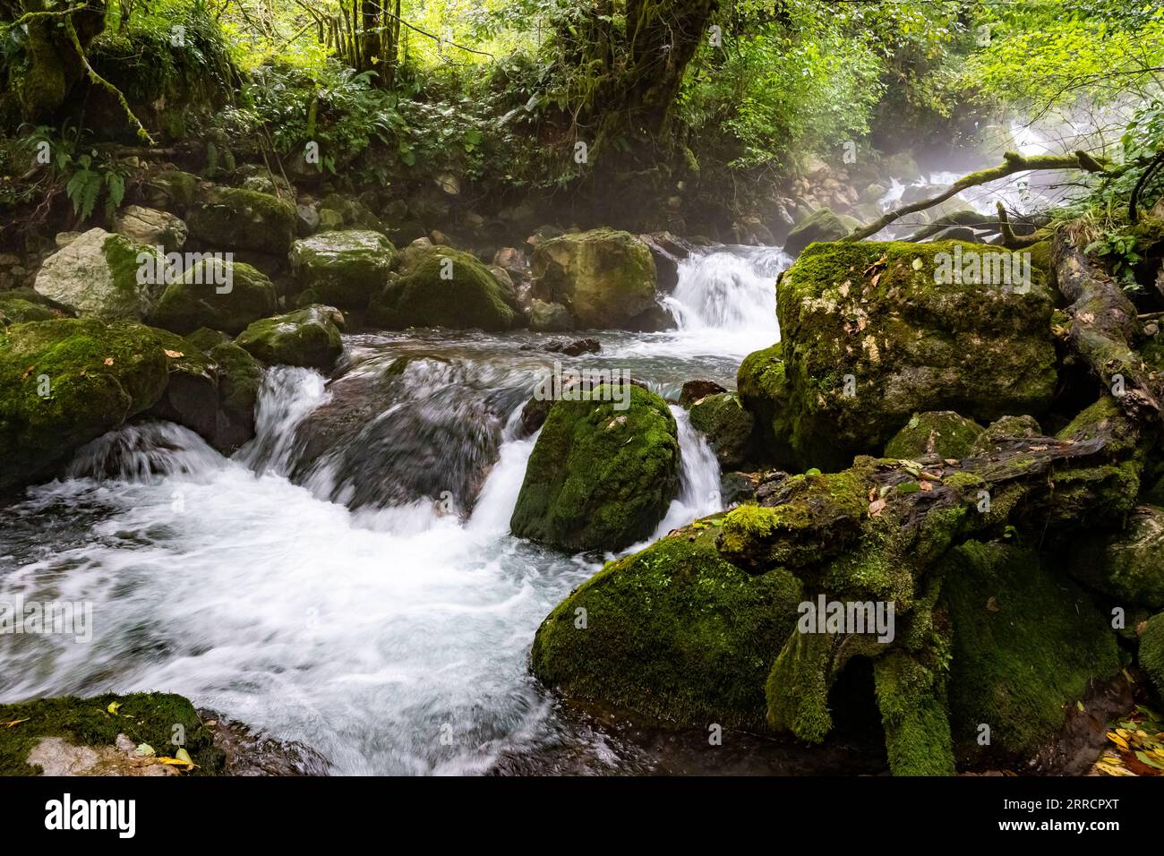 Cascata di muschio verde con nebbia Foto Stock