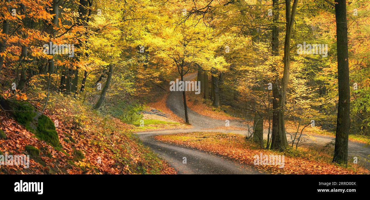 Bellissimi boschi in autunno, con sentieri che si snodano, un tranquillo panorama boschivo dai colori caldi e dalla luce soffusa Foto Stock