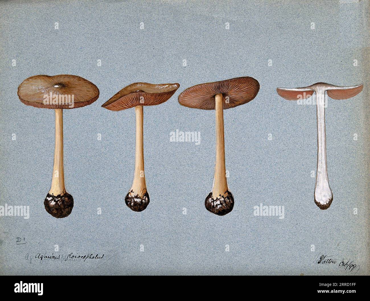 Volvopluteus gloiocephalus (Agaricus gloiocephalus), comunemente noto come fungo Big Shroom, grisette di rosa, o rosegill stoppia, acquerello vintage del 1899 Foto Stock